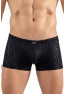 Boxer noir gold Zebra 