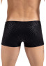 Boxer noir gold Zebra 