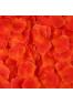 Pack de 100 Pétales de Rose