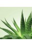 Mixgliss Gel de massage - NU Aloe Vera - 150 ml